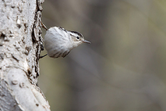 Black and White Warbler