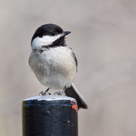 Black-Capped Chickadee