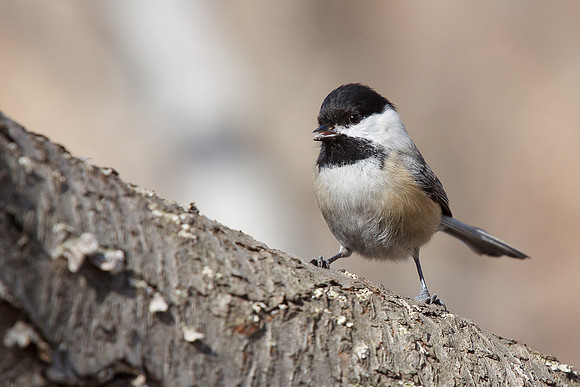 Black-Capped Chickadee