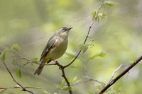 Female Black-Throated Blue Warbler