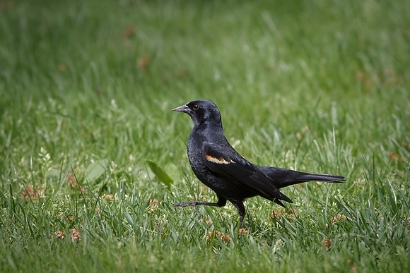 Red-Winged Blackbird