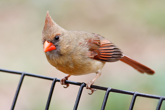 Female Northern Cardinal
