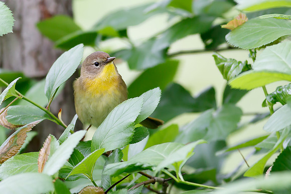 Female Common Yellowthroat