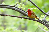 Juvenile Summer Tanager