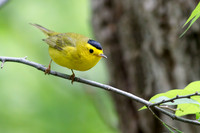 Wilson's Warbler