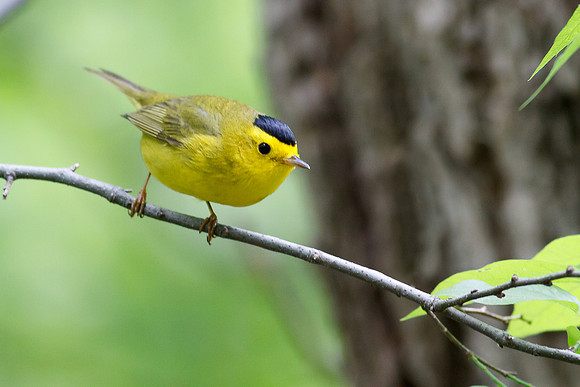 Wilson's Warbler