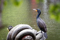 Double-Crested Cormorant
