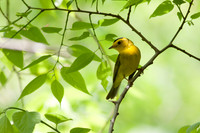 Wilson's Warbler