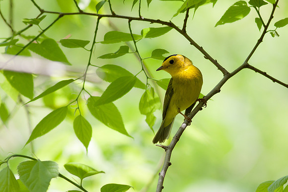 Wilson's Warbler