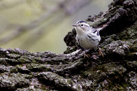 Black and White Warbler