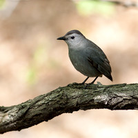 Gray Catbird