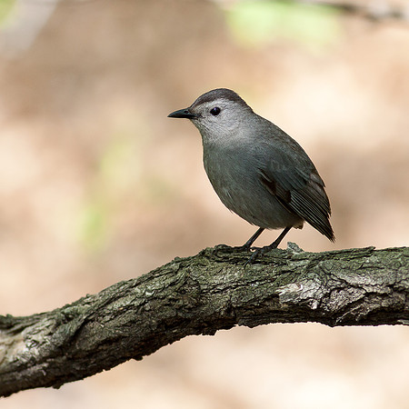 Gray Catbird