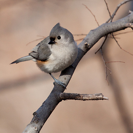 Tufted Titmouse