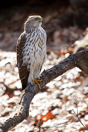 Cooper's Hawk