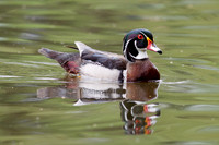 Wood Duck