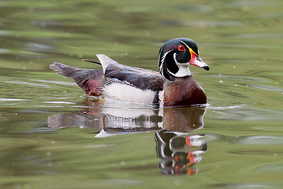 Wood Duck