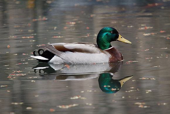 Mallard