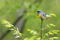 Northern Parula