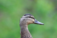 Female Mallard