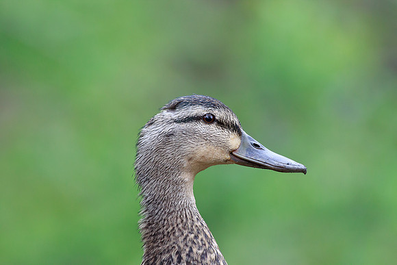 Female Mallard
