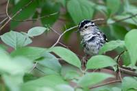 Black and White Warbler
