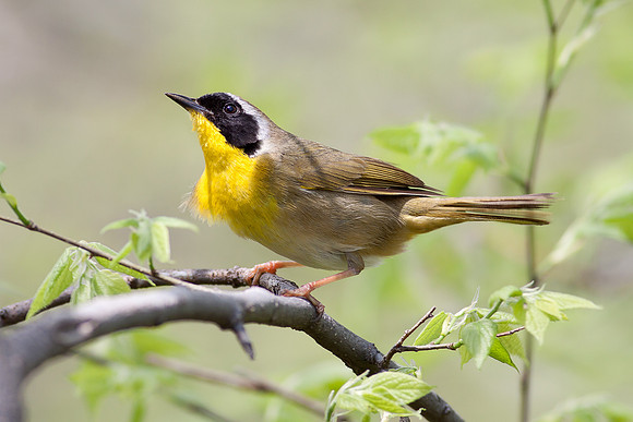 Common Yellowthroat