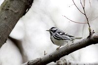 Black and White Warbler