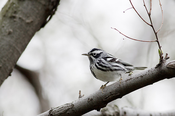 Black and White Warbler