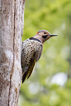 Northern Flicker