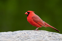 Northern Cardinal