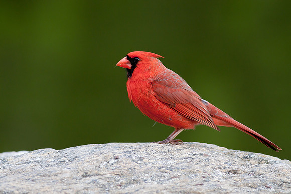 Northern Cardinal