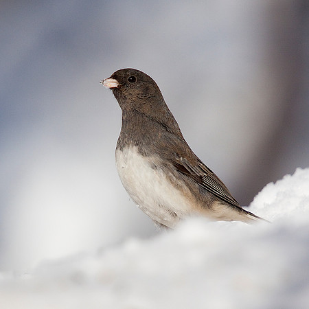 Dark-Eyed Junco