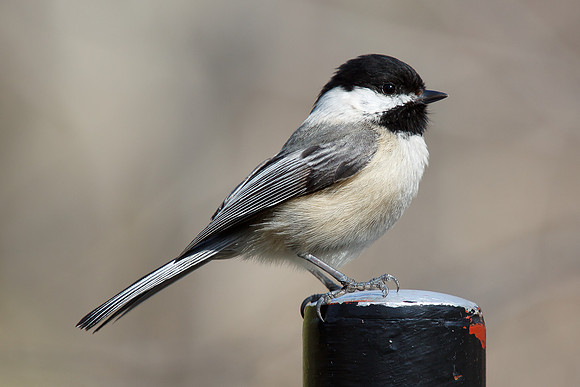 Black-Capped Chickadee