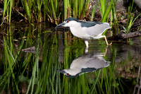 Black-Crowned Night Heron