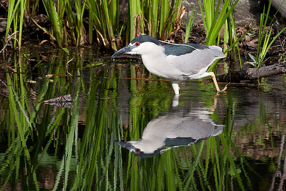 Black-Crowned Night Heron