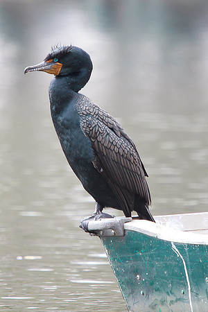 Double-Crested Cormorant