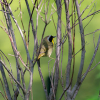 Common Yellowthroat