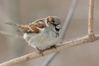 Birds of Central Park 2015
