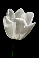 Backlit White Tulip with Stem