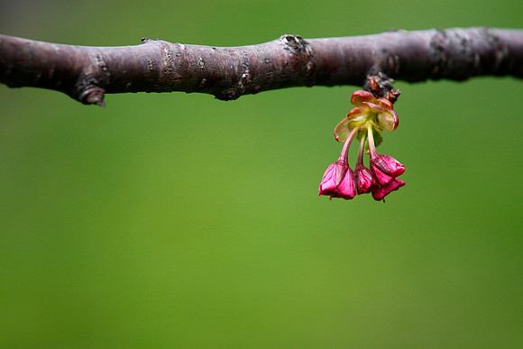 Purple Bud on Green