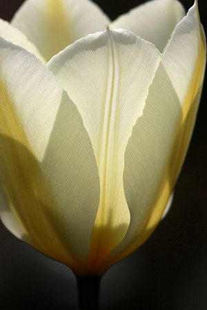 Backlit White Tulip