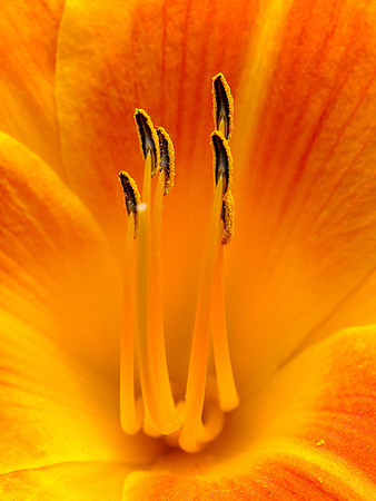Lily Stamen, Straus Park