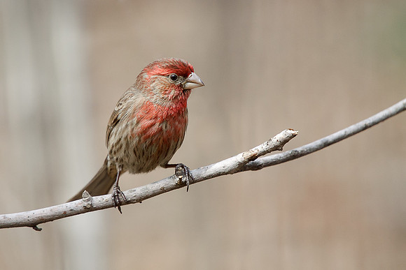 House Finch
