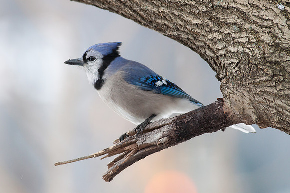 Blue Jay