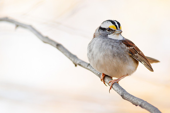 White-Throated Sparrow