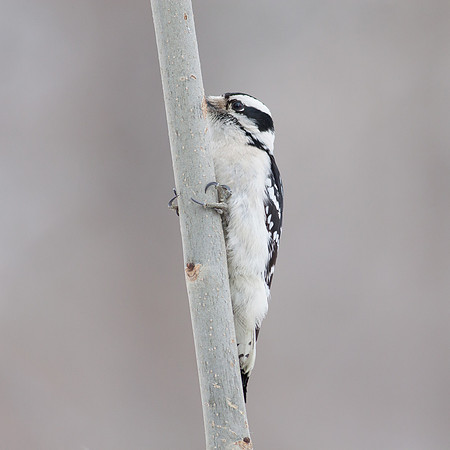 Downy Woodpecker