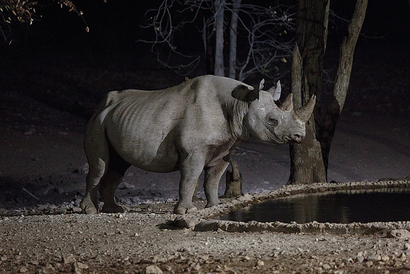 Namibia - Black Rhino