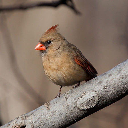Female Northern Cardinal
