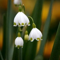 Snow Drops