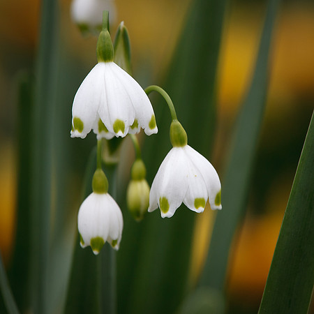 Snow Drops